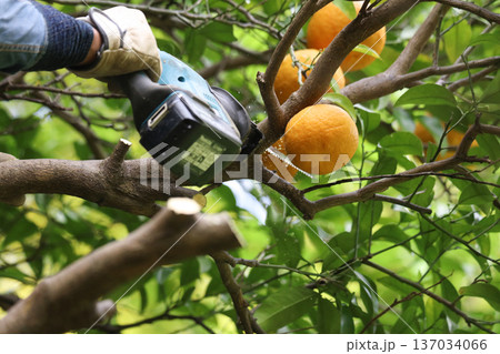 夏ミカンの木の枝を切る男性 夏ミカンの木の枝を切る男性 137034066