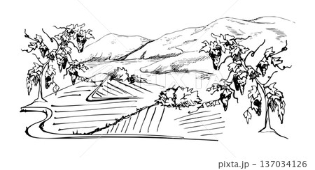 Rural landscape with agricultural fields leading toward mountain ranges, grapevines with grapes to harvest. Clean ink vector illustration hand drawn for sustainable agriculture graphics, eco tourism 137034126