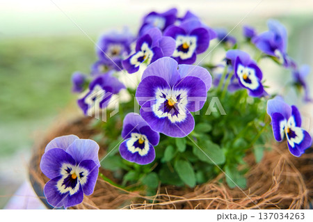 ビオラ　うみ　ももかシリーズ 137034263