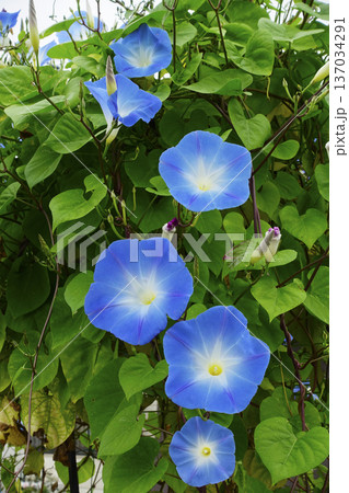 初秋9月夏の終わりに咲いた青いソライロアサガオの花 初秋9月夏の終わりに咲いた青いソライロアサガオの花 137034291