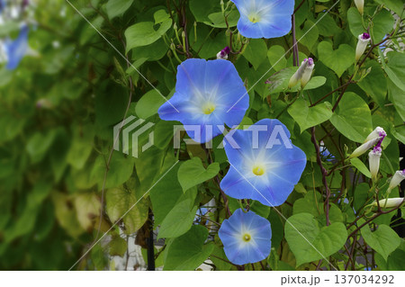 初秋9月夏の終わりに咲いた青いソライロアサガオの花 初秋9月夏の終わりに咲いた青いソライロアサガオの花 137034292