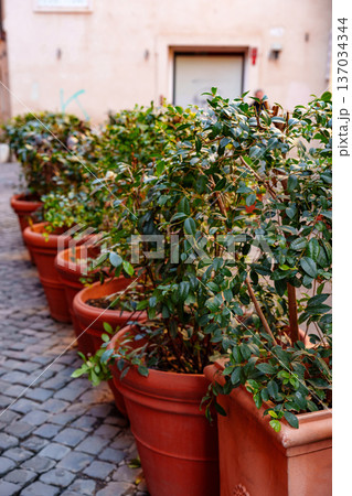 Green plants in clay pots line a cobblestone path in a quiet street in a city Green plants in clay pots line a cobblestone path in a quiet street in a city 137034344