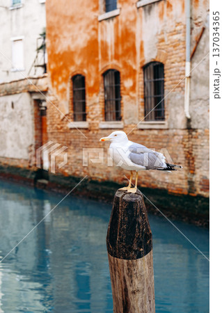 Seagull standing on a post near a canal in Venice during daylight hours Seagull standing on a post near a canal in Venice during daylight hours 137034365
