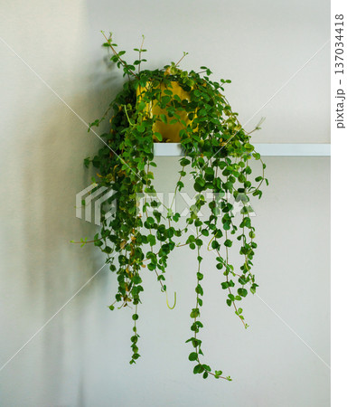 Fresh trailing houseplant Pilea depressa with small green leaves in a yellow pot, minimalist home decor, natural light and calm interior mood. 137034418