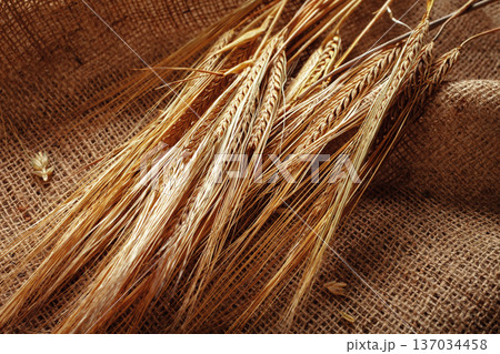 Wheat stalks are resting on burlap fabric during harvest season in a rural area Wheat stalks are resting on burlap fabric during harvest season in a rural area 137034458