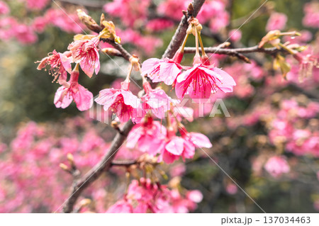 桜 さくら サクラ 137034463