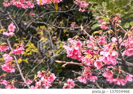 桜 さくら サクラ 137034466