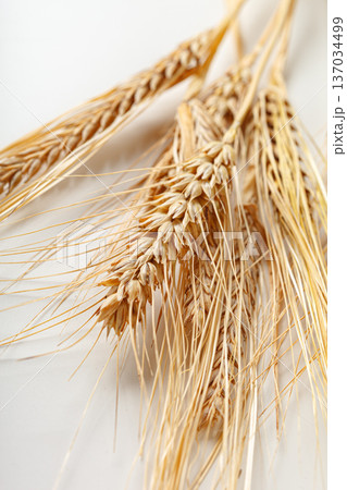 Golden wheat stalks are laid on a plain surface in bright natural light during the daytime 137034499