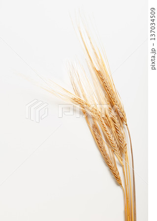 Wheat stalks arranged on a white background showing details of the grains and plants 137034509