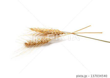 Wheat stalks lie against a white background in a simple still life 137034540