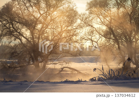 Breathtaking wild winter landscape bathed in golden morning light filtering through snowy trees. A calm, illuminated river reflects the warm glow, surrounded by pristine white snow Breathtaking wild winter landscape bathed in golden morning light filtering through snowy trees. A calm, illuminated river reflects the warm glow, surrounded by pristine white snow 137034612