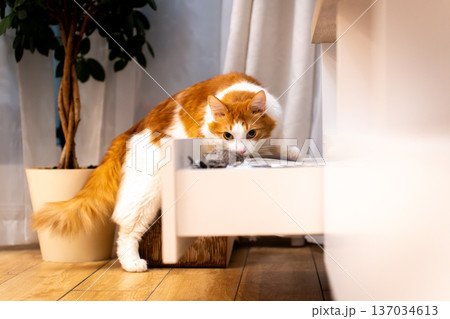 A beautiful domestic red-and-white cat climbs on the shelves of closet in a cozy apartment. Charming pet explores its home environment, showcasing curious feline behavior. A beautiful domestic red-and-white cat climbs on the shelves of closet in a cozy apartment. Charming pet explores its home environment, showcasing curious feline behavior. 137034613