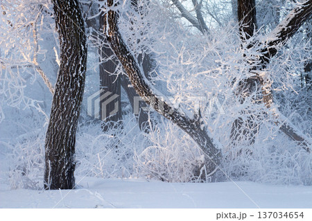 Intricate textured winter closeup of frozen tree branches completely covered in thick white hoarfrost. Delicate ice crystals, sharp details, cold pristine beauty. Perfect for nature textures Intricate textured winter closeup of frozen tree branches completely covered in thick white hoarfrost. Delicate ice crystals, sharp details, cold pristine beauty. Perfect for nature textures 137034654