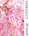 早咲き桜咲く境内 早咲き桜咲く境内 137034691