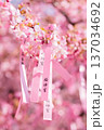 早咲き桜咲く境内 早咲き桜咲く境内 137034692