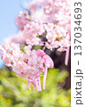 早咲き桜咲く境内 早咲き桜咲く境内 137034693