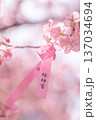 早咲き桜咲く境内 早咲き桜咲く境内 137034694