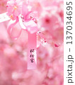 早咲き桜咲く境内 早咲き桜咲く境内 137034695