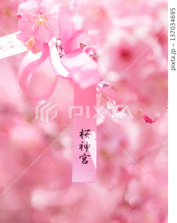 早咲き桜咲く境内 137034695