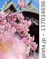早咲き桜咲く境内 早咲き桜咲く境内 137034696