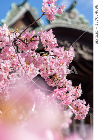 早咲き桜咲く境内 早咲き桜咲く境内 137034696