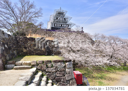 福岡城 福岡城址 福岡城さくらまつり ライトアップ用仮設天守 福岡城 福岡城址 福岡城さくらまつり ライトアップ用仮設天守 137034781