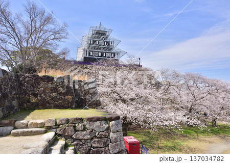 福岡城 福岡城址 福岡城さくらまつり ライトアップ用仮設天守 福岡城 福岡城址 福岡城さくらまつり ライトアップ用仮設天守 137034782