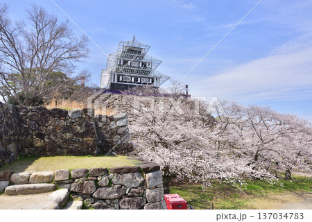 福岡城 福岡城址 福岡城さくらまつり ライトアップ用仮設天守 福岡城 福岡城址 福岡城さくらまつり ライトアップ用仮設天守 137034783