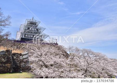 福岡城 福岡城址 福岡城さくらまつり ライトアップ用仮設天守 福岡城 福岡城址 福岡城さくらまつり ライトアップ用仮設天守 137034786