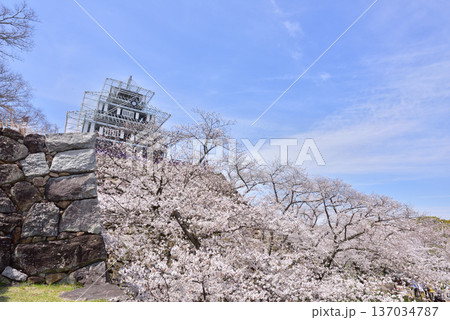 福岡城　福岡城址　福岡城さくらまつり　ライトアップ用仮設天守 137034787