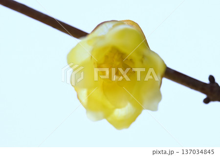 晩冬のロウバイの花 137034845