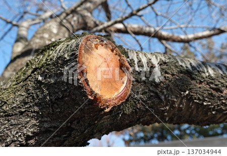 剪定 剪定 137034944