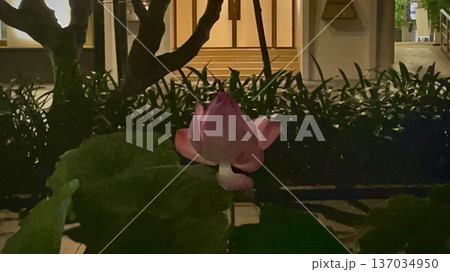 ベトナム、ホーチミンの夜のハスの花 137034950