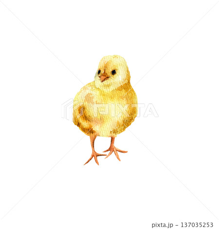 Watercolor hand drawn illustration of a yellow chicken isolated on a white background for spring design and decoration. 137035253