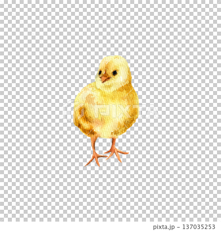 Watercolor hand drawn illustration of a yellow chicken isolated on a white background for spring design and decoration. 137035253