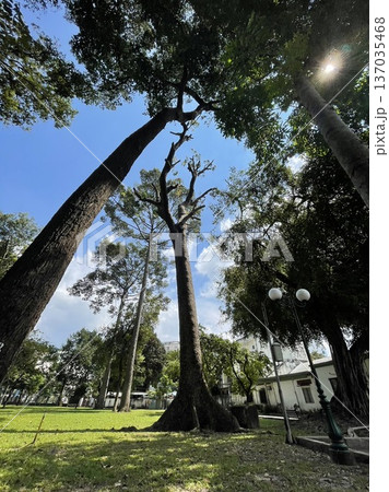 ベトナム、ホーチミンの公園に生えた木々と青空 ベトナム、ホーチミンの公園に生えた木々と青空 137035468