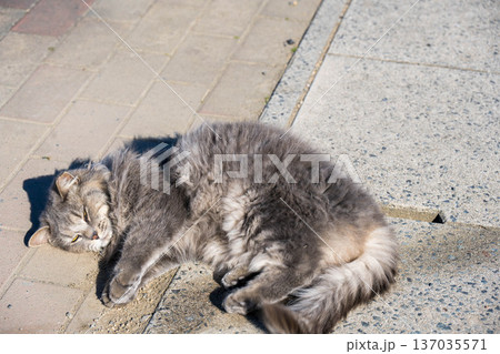 地面に寝転ぶ野良猫の子猫 地面に寝転ぶ野良猫の子猫 137035571