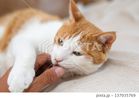 猫を撫でる　茶トラ白 137035769