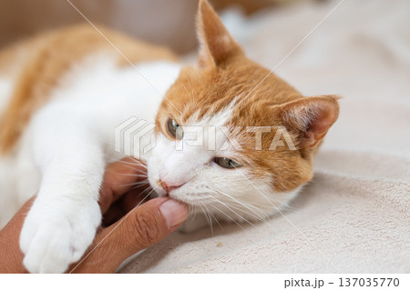 猫を撫でる 茶トラ白 猫を撫でる 茶トラ白 137035770