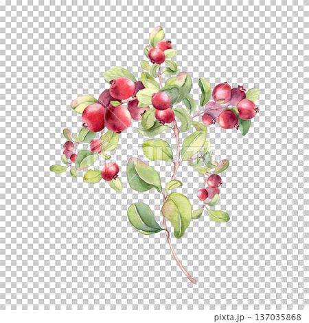 Vibrant lingonberry branch with bunch of berries illustration isolated on white. Watercolor drawing of fresh ripe on sprigs. Sour food berries hand drawn for packaging. Marsh northern berry sketch. 137035868