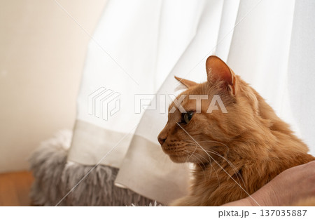 窓辺でくつろぐ可愛い猫 茶トラ猫 窓辺でくつろぐ可愛い猫 茶トラ猫 137035887
