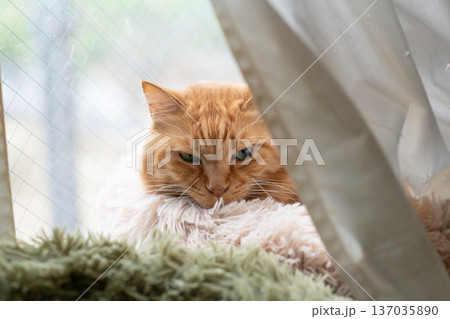 窓辺でくつろぐ可愛い猫　茶トラ猫 137035890