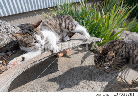 くつろぐ二匹の猫 くつろぐ二匹の猫 137035891