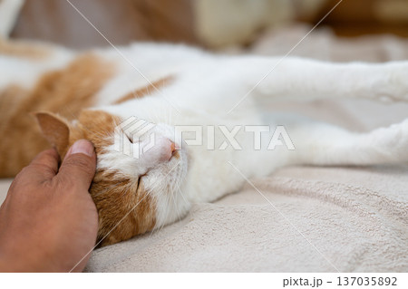 猫を撫でる 茶トラ白 猫を撫でる 茶トラ白 137035892
