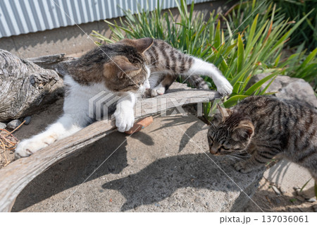 くつろぐ二匹の猫 くつろぐ二匹の猫 137036061