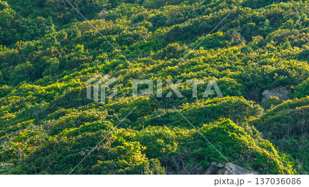 Lush Green Tropical Forest Canopy Background with Morning Sunlight Lush Green Tropical Forest Canopy Background with Morning Sunlight 137036086