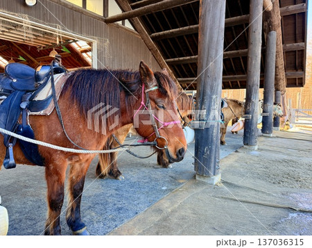 北海道の釧路湿原でを道産子に乗馬するホーストレッキング 北海道の釧路湿原でを道産子に乗馬するホーストレッキング 137036315