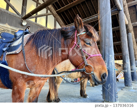 北海道の釧路湿原でを道産子に乗馬するホーストレッキング 137036316
