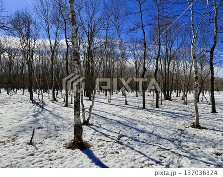 北海道の釧路湿原でを道産子に乗馬するホーストレッキング 137036324