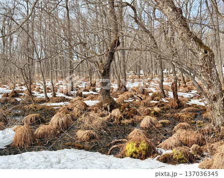 北海道の釧路湿原でを道産子に乗馬するホーストレッキング 137036345